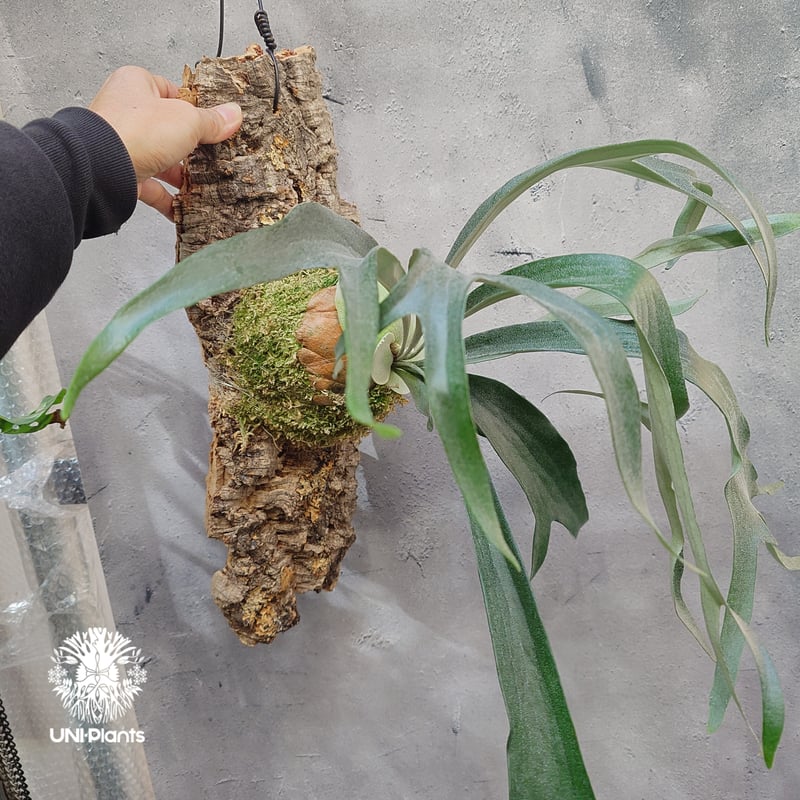 その他観葉植物 Platycerium Rydeen 🌱Platycerium 'Rydeen'🌱 (veitchii wild × Mt. Lewis) Rydeen