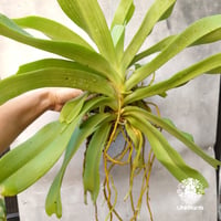 Rhynchostylis gigantea alba リンコスティリス ギガンテア　アルバ（白花）着生蘭 着生ラン orchid 洋蘭 流木着生 インテリア植物 ハンキング植物