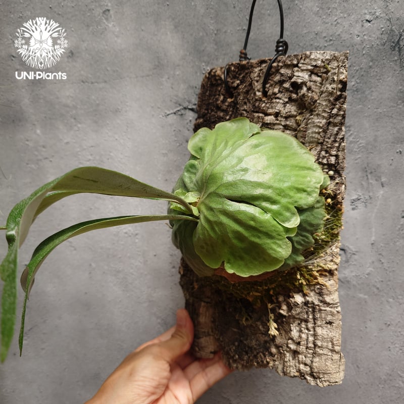 Platycerium Dawboy ビカクシダ ダウボーイ ビカクシダ交配種 シダ植物