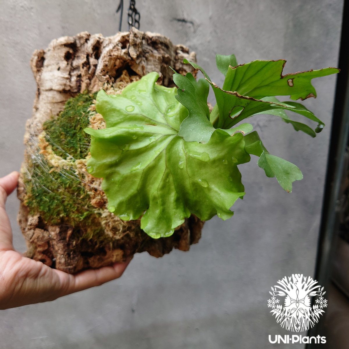 P.ridleyi wild 心地よし 】ビカクシダ リドレイ ワイルド P.ridleyi wild 心地よし 】ビカクシダ リドレイ ワイルド