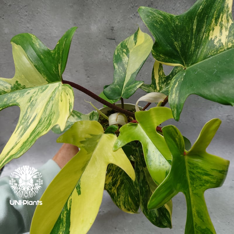 Philodendron Florida beauty variegated フィロデンドロ