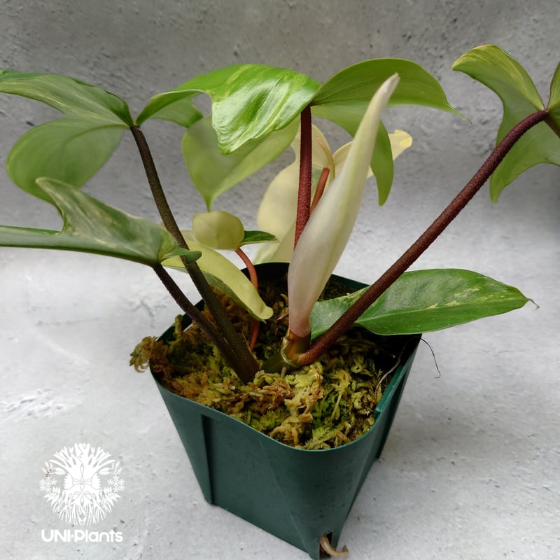 Philodendron Florida beauty variegated フィロデンドロ