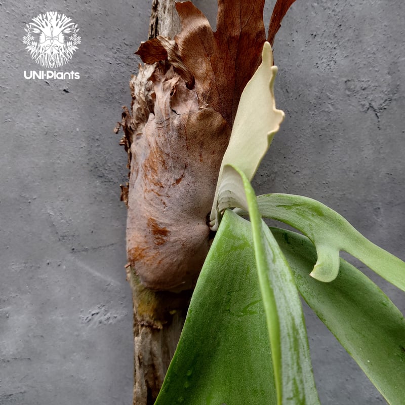 ビカクシダ ウィリンキーcv.インドネシア Platycerium willinckii cv