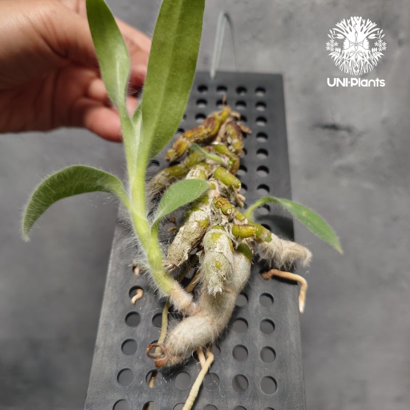 Dendrobium senile デンドロビューム セニレ 着生蘭 着生ラン 蘭