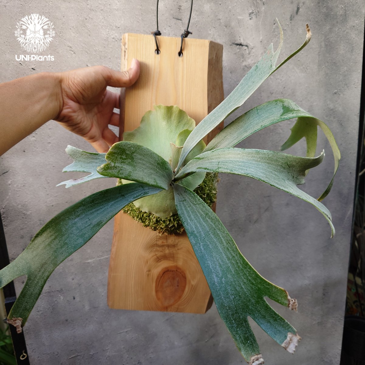 ビカクシダ・ホワイトローズ P. White Rose sporeling 晴花 ビカクシダ・ホワイトローズ P. White Rose sporeling 晴花 P