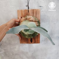 【国内繁殖株・一点物】Platycerium OMO 'Polar Bear'｜ビカクシダ OMO ’Polar Bear’｜希少株 |ビカクシダ | Platycerium