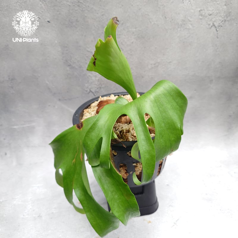 希少種P. coronarium 'Lesasha' 5　コロナリウム　レサシャ fit=scale-down,w=1200