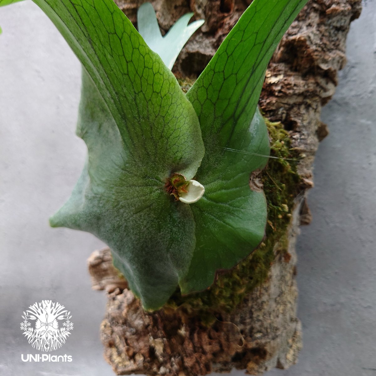 ビカクシダ ホルタミー Platycerium holttumii コウモリラン ビカクシダ ホルタミー Platycerium holttumii コウモリラン