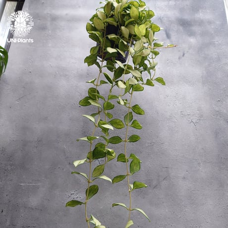 【タイ直輸入・希少】ホヤ ヘウスケリアナ バリエガータ｜珍品・着生植物・つる性植物｜Hoya Heuschkeliana variegata
