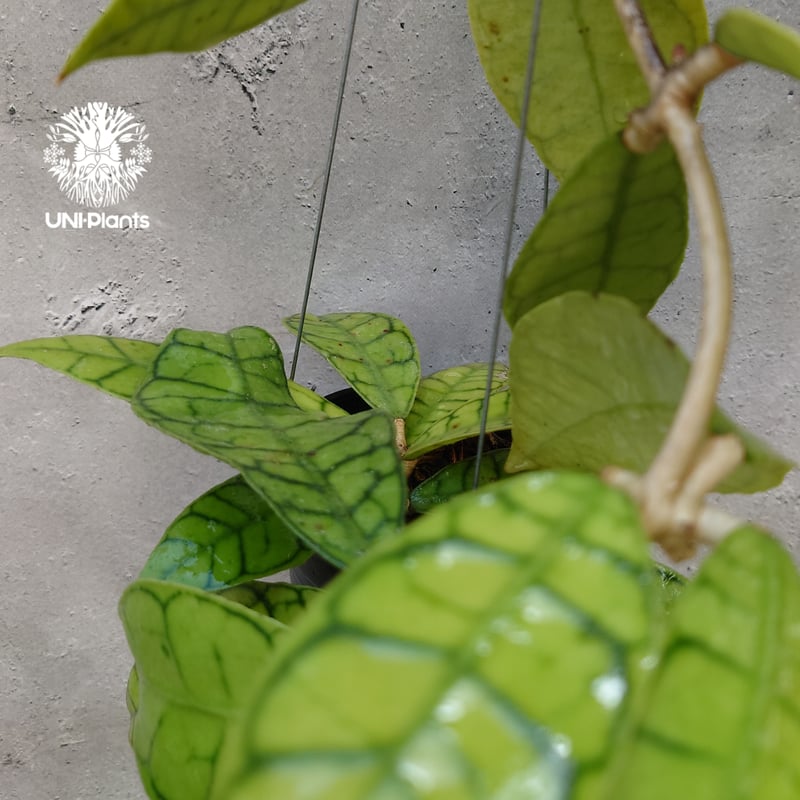 ホヤ カリストフィラ Hoya callistophylla 開花間近! ホヤ植物 ホヤの