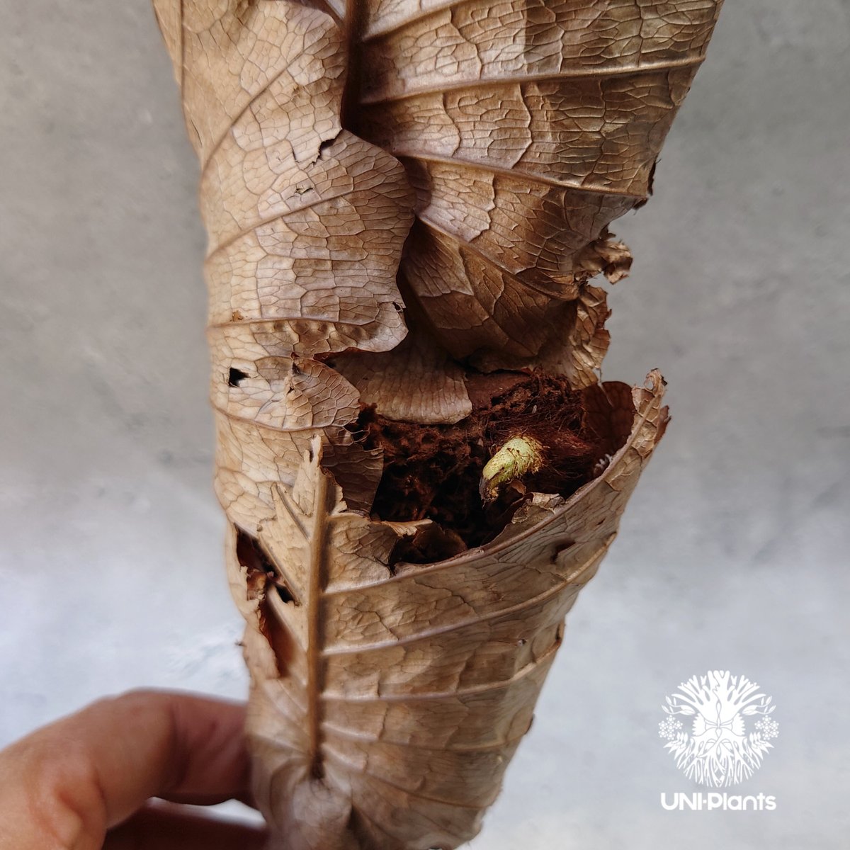 ドリナリア　クエルシフォリア　群生 Drynaria quercifolia ドリナリア クエルシフォリア 群生 観葉