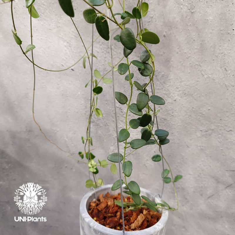 限定1株入荷 Hoya Pulleana ホヤプレナ ホヤ植物 ホヤの花 Hoya