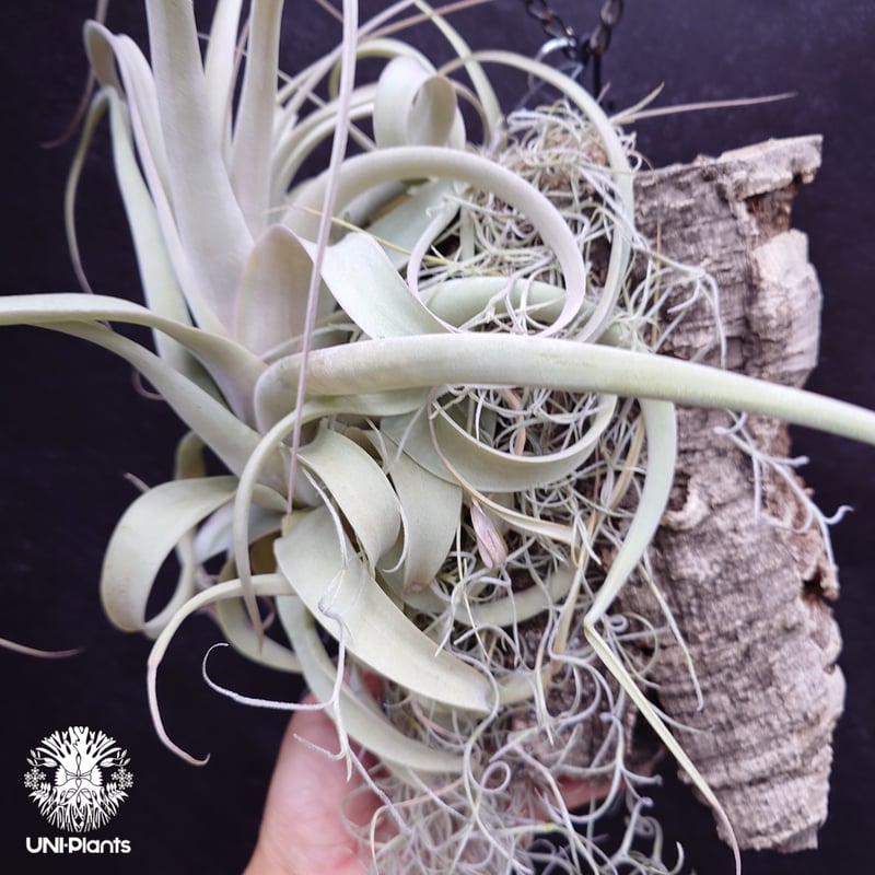 Tillandsia xerographica チランジア・キセログラフィカ インテリア