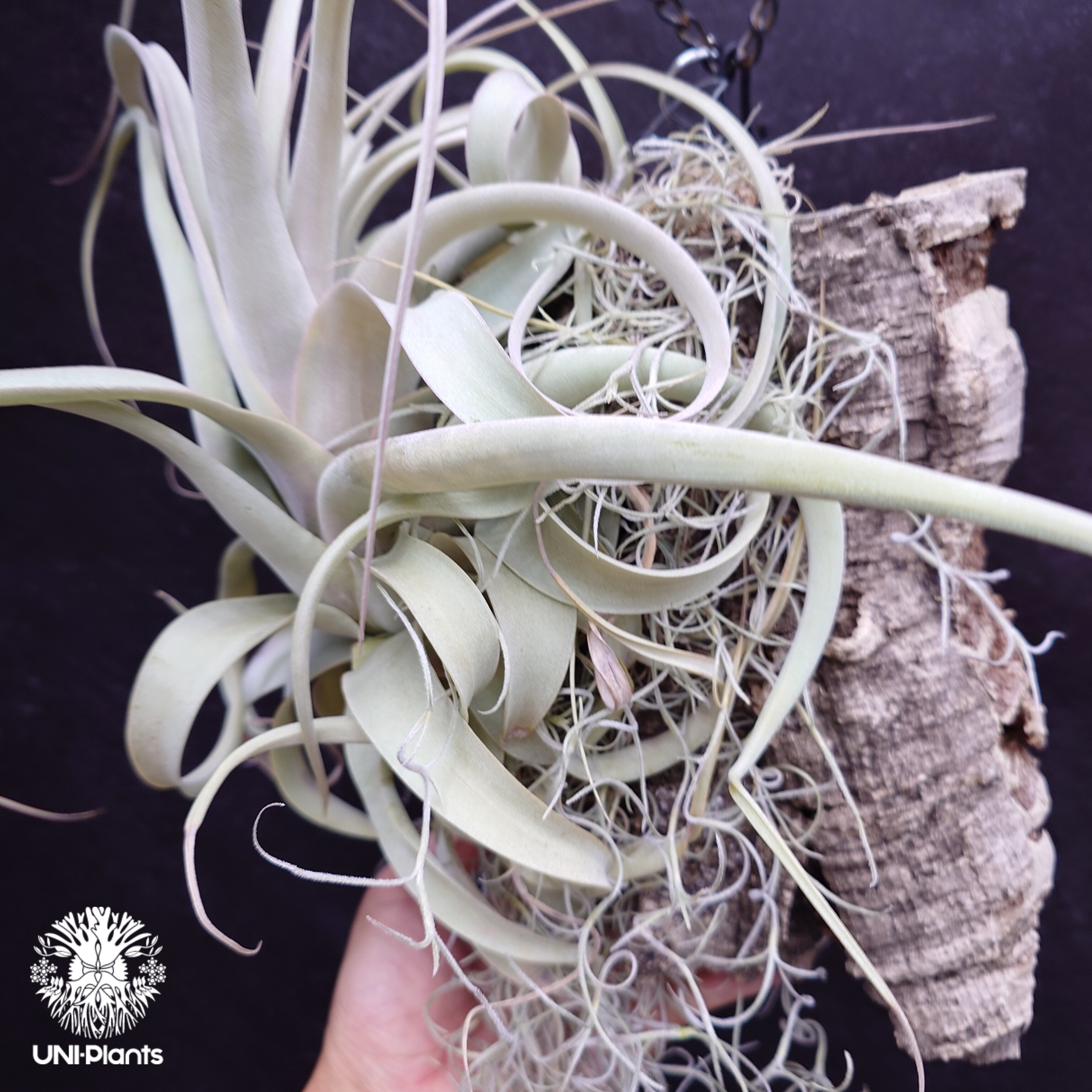 Tillandsia xerographica チランジア・キセログラフィカ インテリア