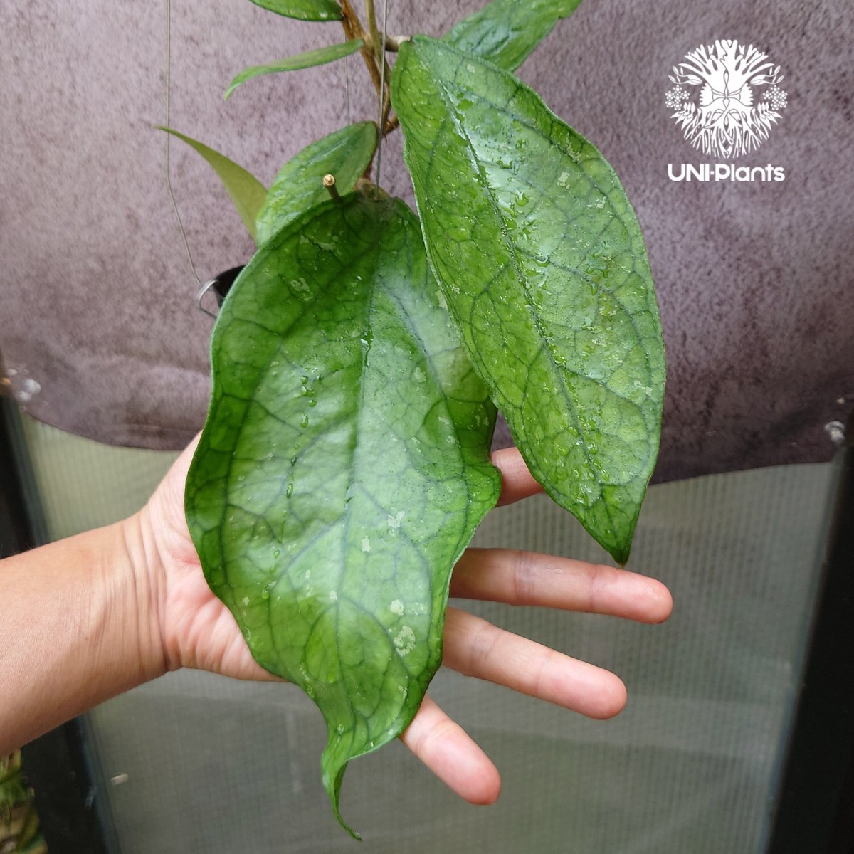 八島兎角様専用】希少ホヤ5種類 【公式通販】