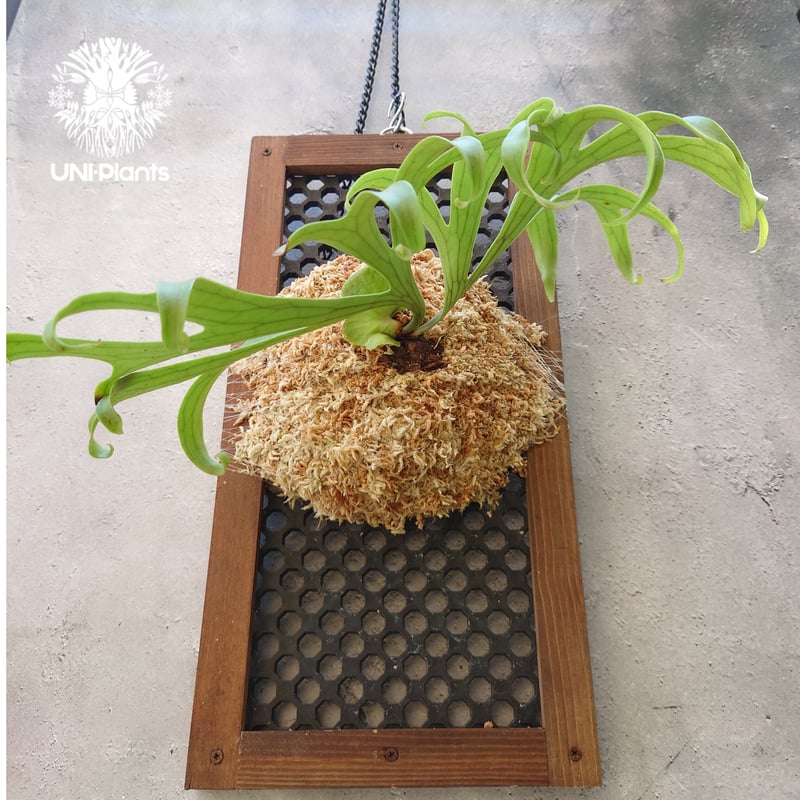 ビカクシダ コロナリウム Platycerium coronarium⑮ ビカクシダ コロナリウム Platycerium coronarium コウモリラン