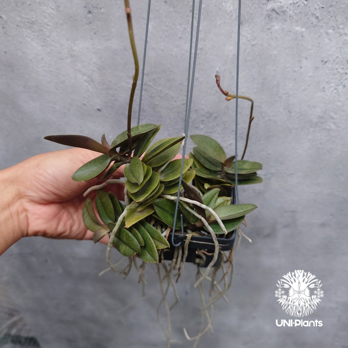 Doritis pulcherrima 'Dwarf' ドリティス プルチェリマ ドワーフ 着