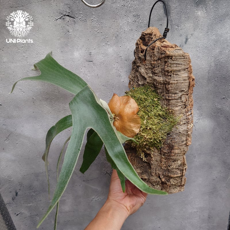 Platycerium Banna #A (pup) ビカクシダ バンナ #A (子株) ビカ