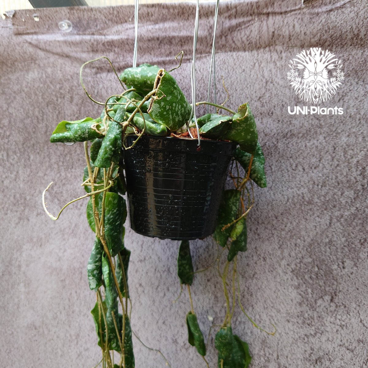 全長1m超え! Hoya Imbricata ホヤ インブリカータ ホヤ植物 インテリ