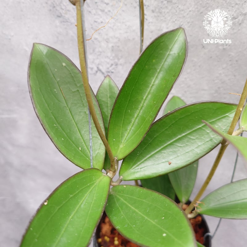 限定1株入荷 Hoya New hybrid Erythina x unknown ホヤ植物