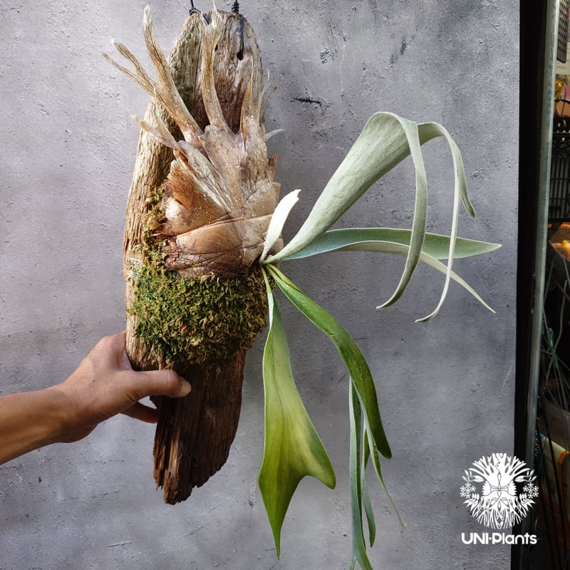 専用 ビカクシダ ghost ゴースト 子株 P.Ghostビカクシダ