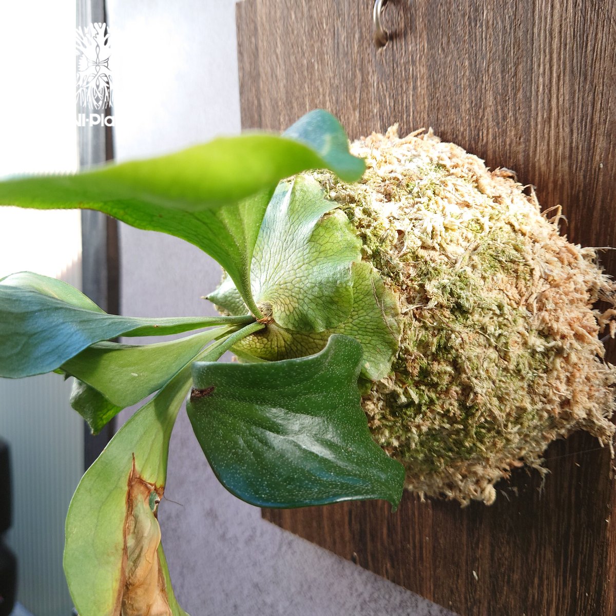 P,Hillii 　cv　Dragon　ヒーリードラゴン株分け品 ビカクシダ P.hillii cv.Dragon ヒリー ドラゴン🌱 | plants naro