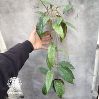 Hoya finlaysonii black leaves splash 希少 ホヤ フィレンソニー ブラックリーブス スプラッシュ ホヤ植物 ホヤの花 珍しい 希少な植物