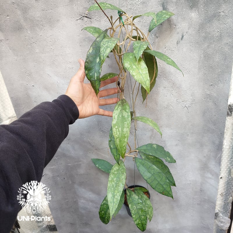 Hoya finlaysonii black leaves splash 希少 ホヤ フィレン