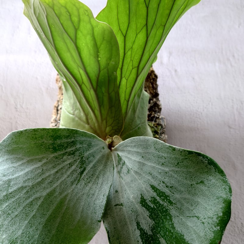 ビカクシダ エレファントティス Platycerium elephantotis