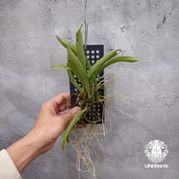 Rodridenia Woon Leng's Red Gem ロドリデニアウーンレングスレッドジェム 着生蘭 着生ラン Orchid 着生植物