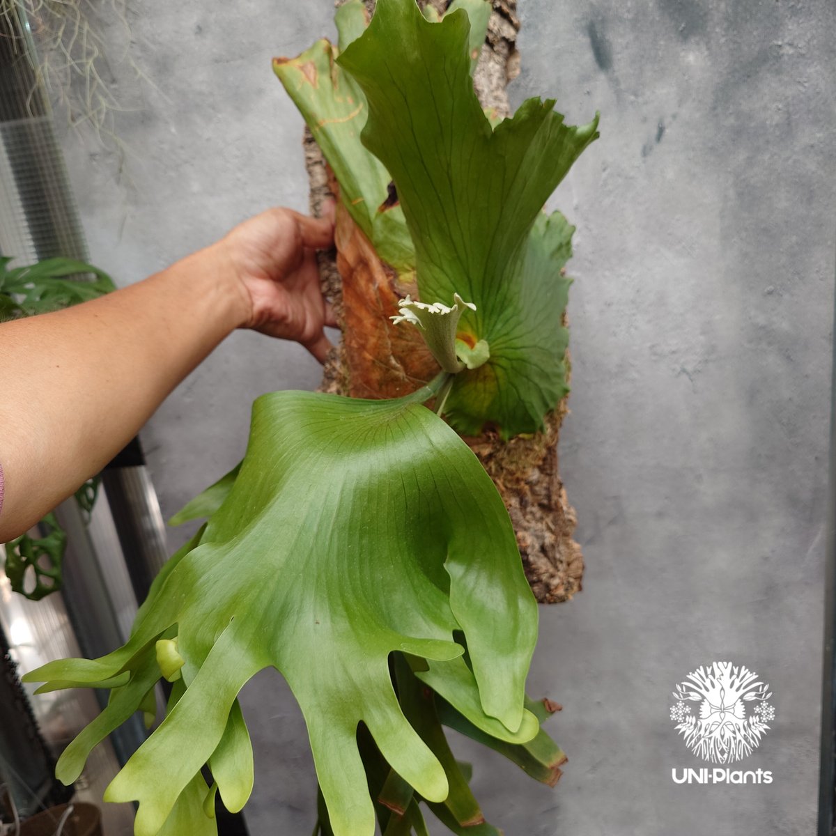 Platycerium coronarium Thin ビカクシダ コロナリウム シン