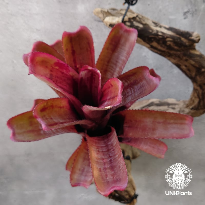 Aechmea nundicaulis hybrid エクメア ヌディカウリス hybrid