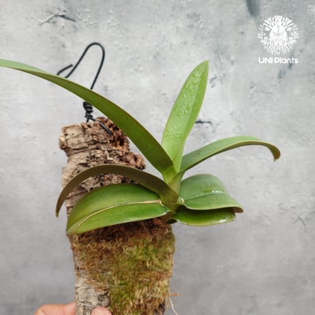 Phalaenopsis pulcherrima var Red ubon 着生植物 洋ラン 着生蘭 着生ラン 着生コルク ハンキング植物