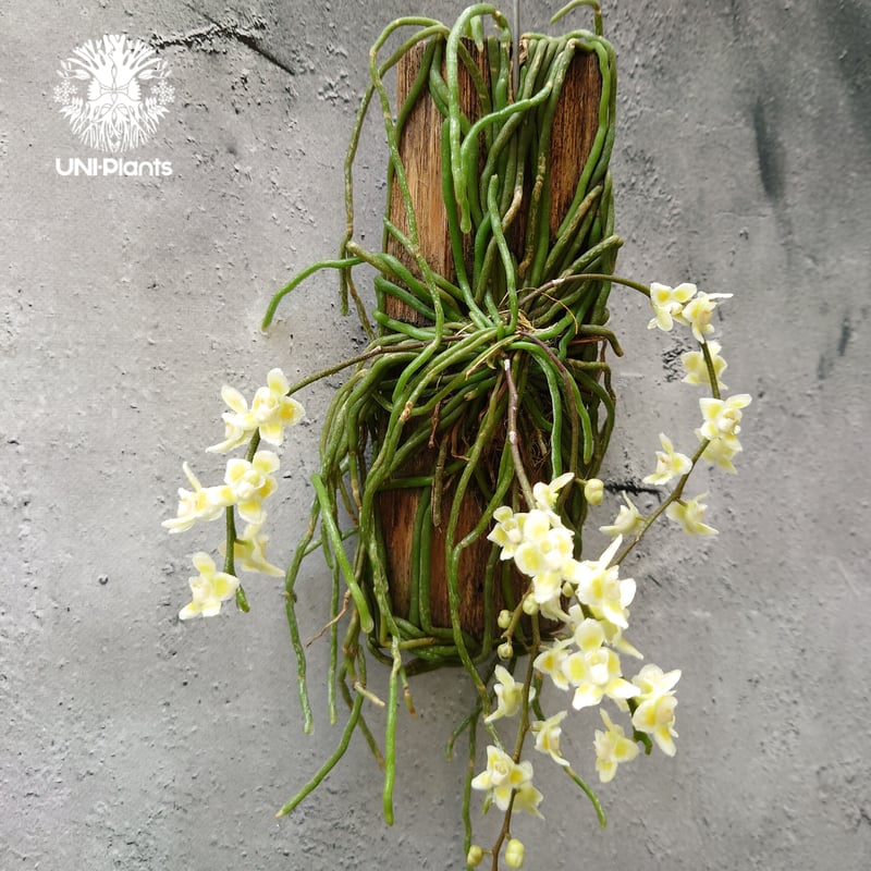 キロスキスタ ビリディフラバ Chiloschista viridiflava 着生