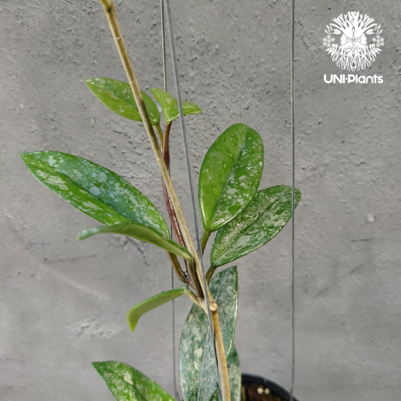 Hoya carnosa Wilbur Graves China ホヤ カルノサ ウィバー グ