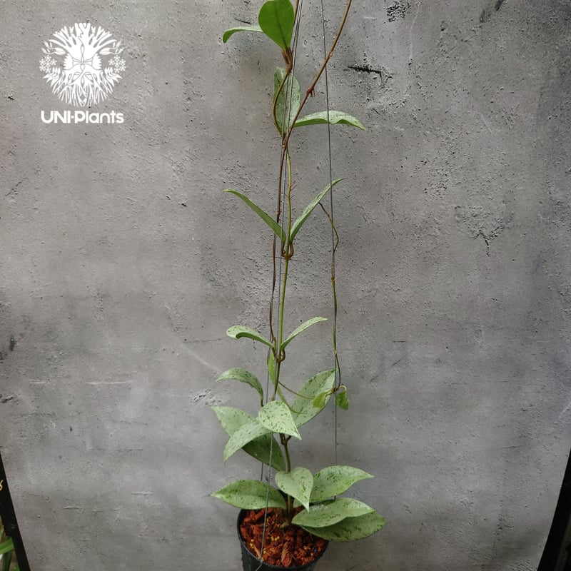 Hoya Pubicalyx silver ghost 希少 ホヤ プビカリクス シルバーゴー