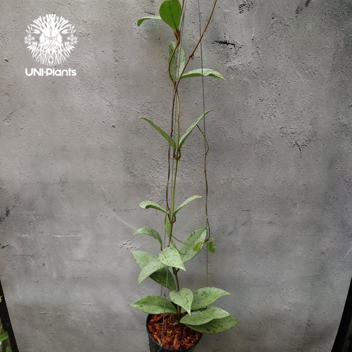 Hoya Pubicalyx silver ghost 希少 ホヤ プビカリクス シルバーゴー