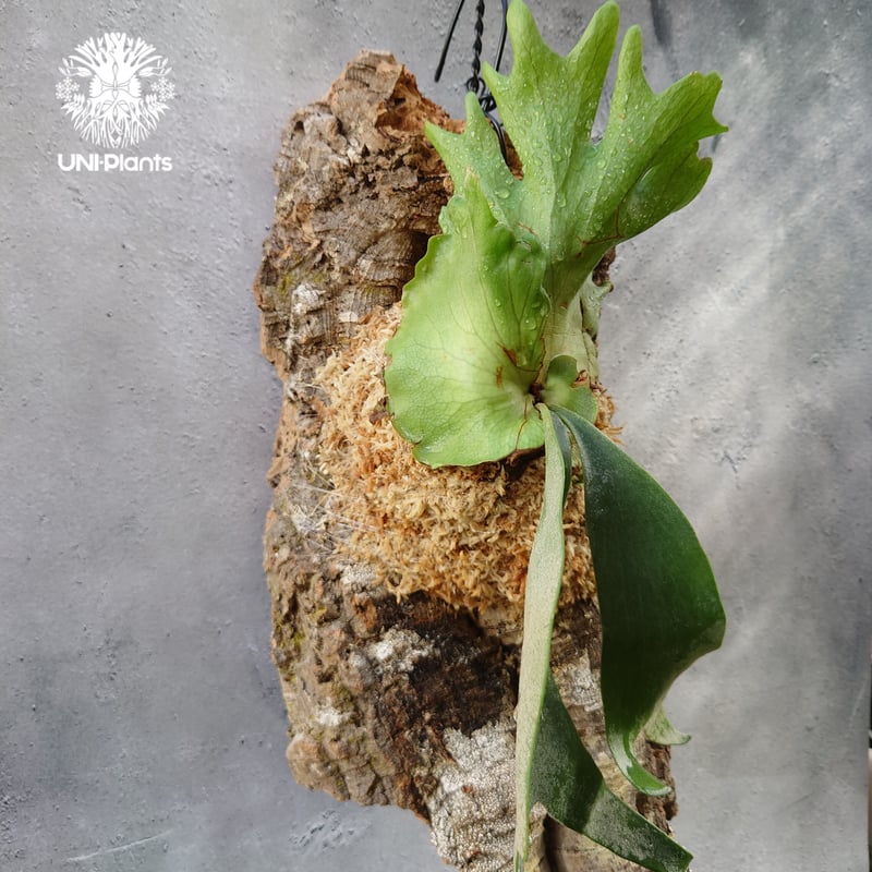 月光爪哇　ビカクシダ コウモリラン　観葉植物 月光爪哇 ビカクシダ コウモリラン 観葉植物
