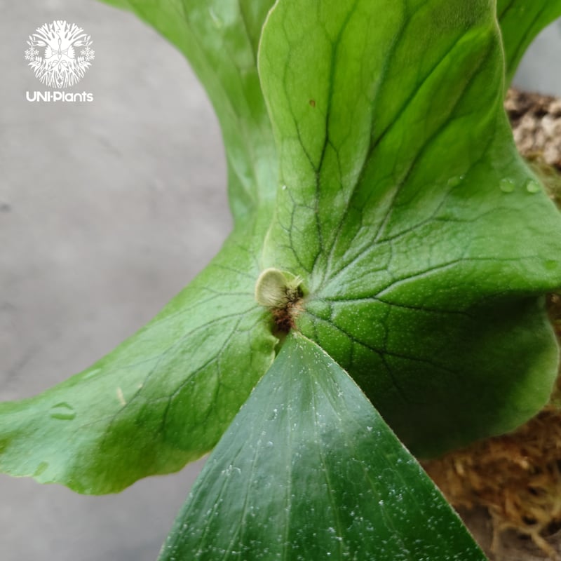 ビカクシダ エレファントティス Platycerium elephantotis