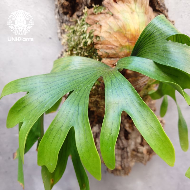 Platycerium coronarium 