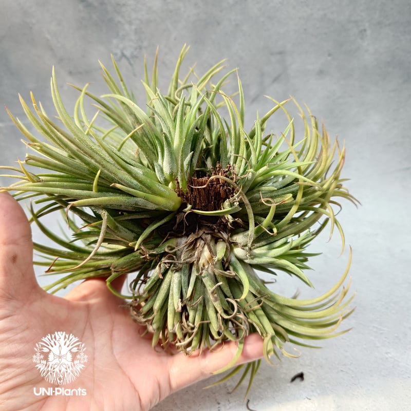 Tillandsia Ionantha (M) チランジア・イオナンタ Tillandsia