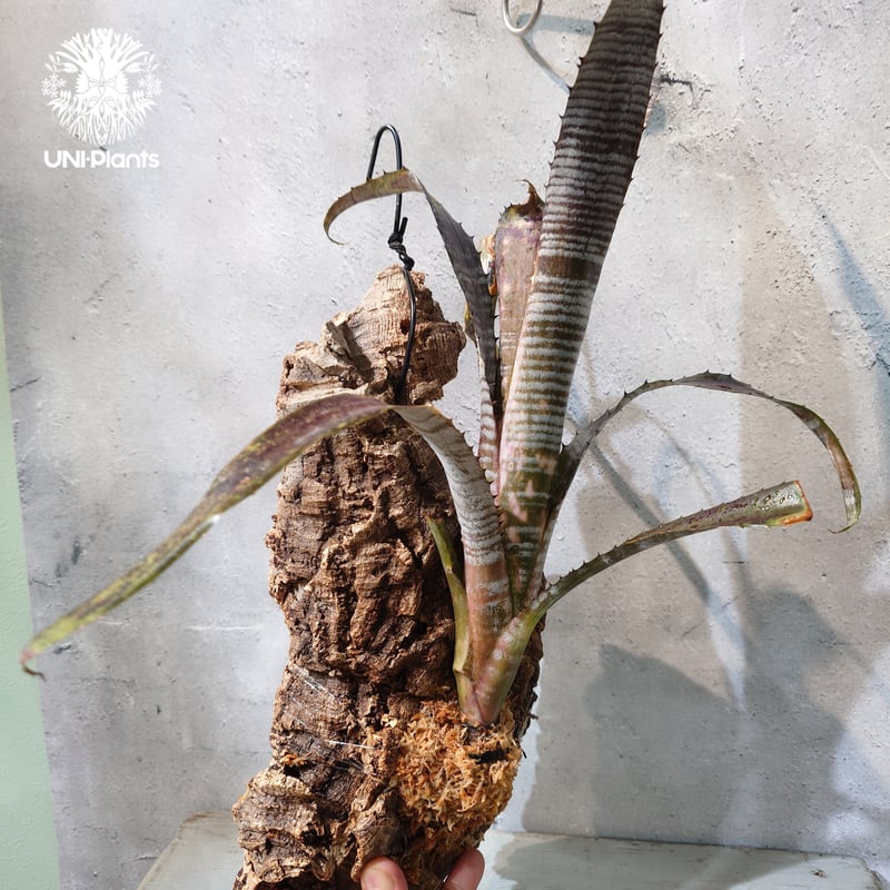 国内繁殖株・一点物】 Billbergia 'Pipeline' ｜ビルベルギア