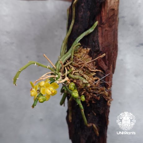 Chiloschista parishii `Nakornpanom` キロスキスタ パリシー `ナコンパノム` 着生植物 珍しい 着生蘭 着生ラン 無葉蘭 珍奇植物 インテリア植物 ハンキング植物