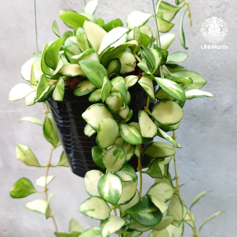 ホヤ ヘウスケリアナ バリエガータ Hoya Heuschkeliana