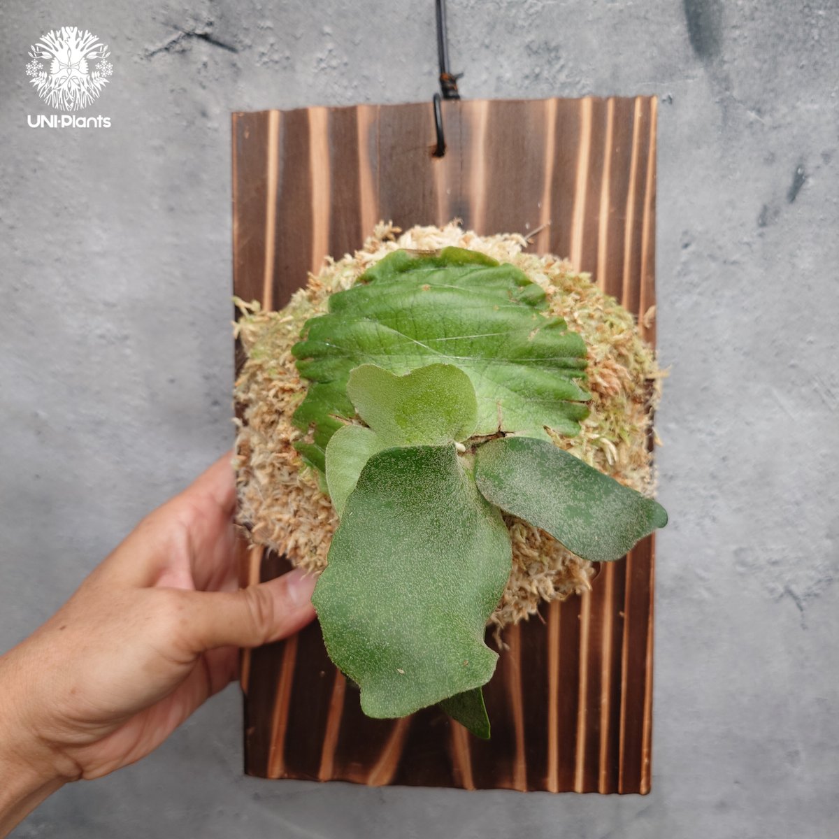 ビカクシダ wild Cat ×veichi wild　中株 P. veitchii wild (vp#20) update ビカクシダの革命 It's a