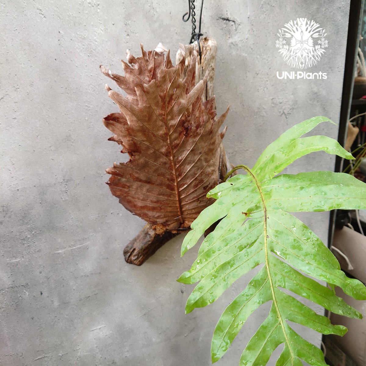 Drynaria quercifolia ドリナリア・クエルシフォリア 流木仕立て Drynaria quercifolia ドリナリア・クエルシフォリア 流木仕立て