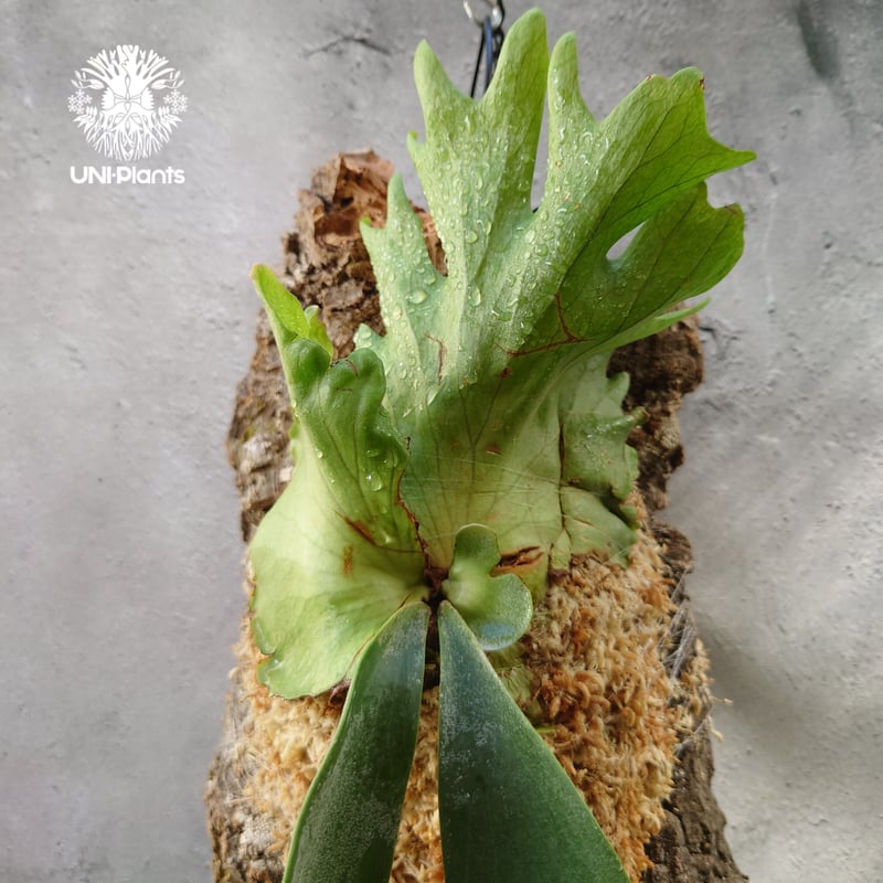 Platycerium willinckii 'W.A.Manda ビカクシダ ウィリンキー