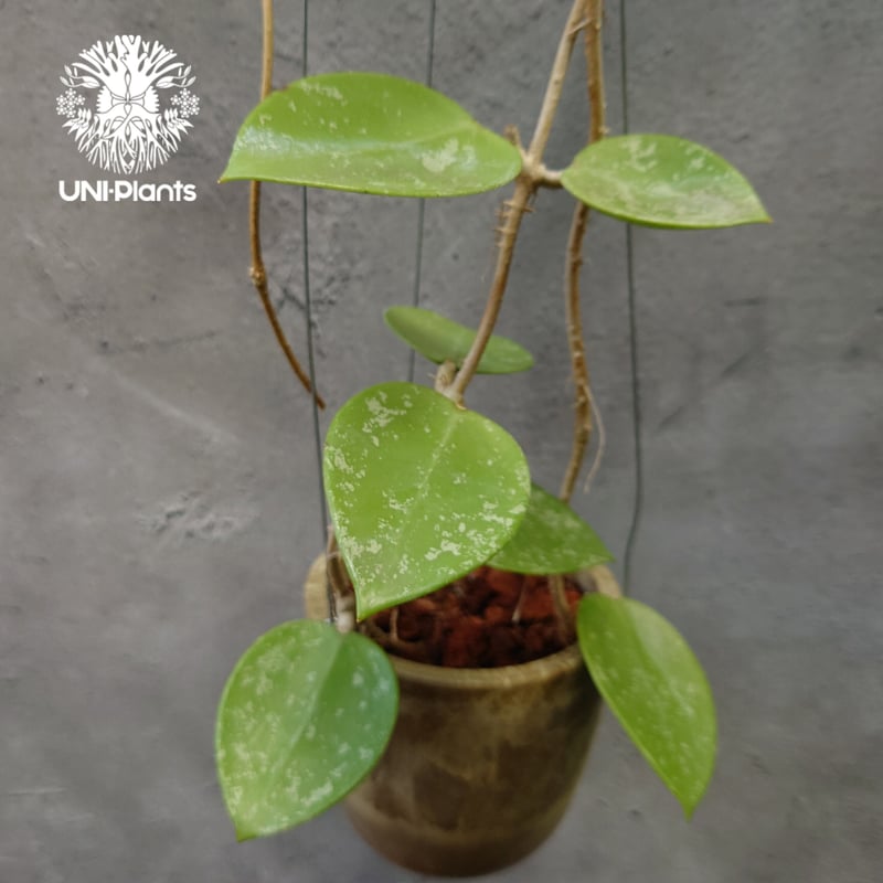 Hoya Parasitica Heart Leaves Splash ホヤ パラシティカ ハ