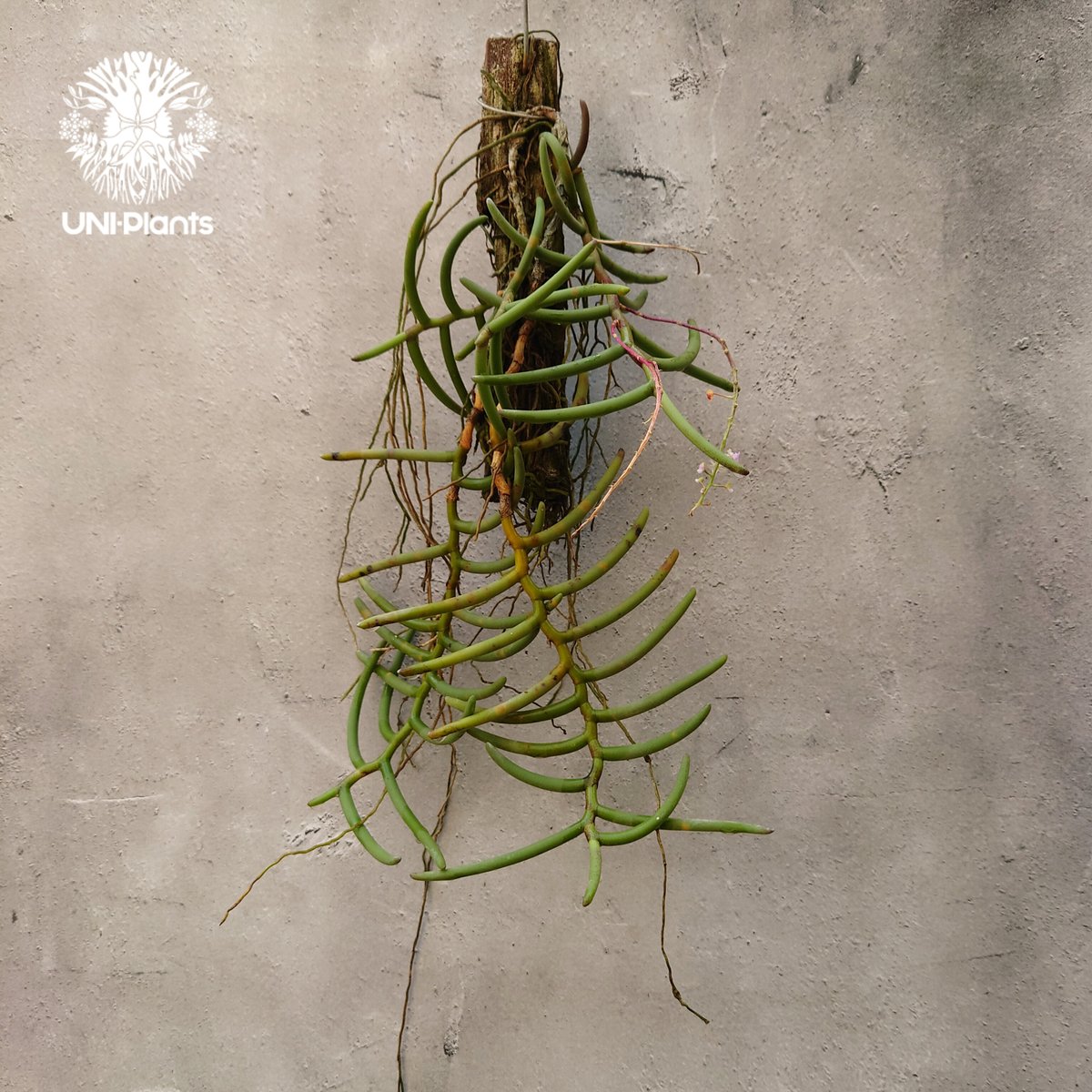 Cleisostoma arietinum クレイソストマ アリエティナム 着生植物