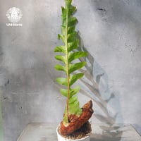 Neoregelia Hello Kitty ネオレゲリア ハローキティ Neoregelia